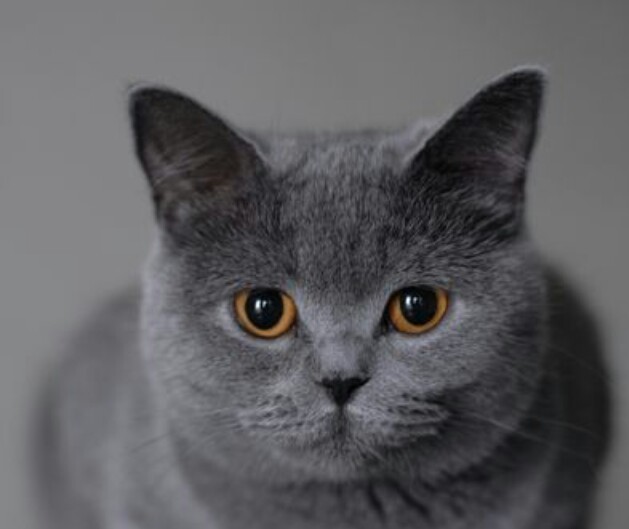 http://vera-cats.narod.ru/Kittens/papa.jpeg